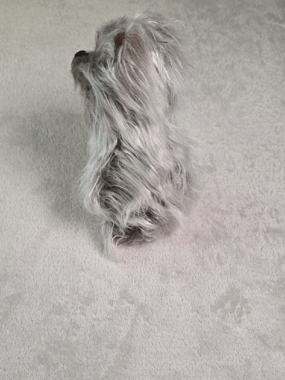 Vintage 1998 Warner Bros Studio Store Wizard of Oz Toto Plush Dog Shaggy 8" EUC - Picture 2 of 6